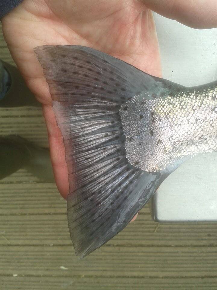 Alderneuk Fishery